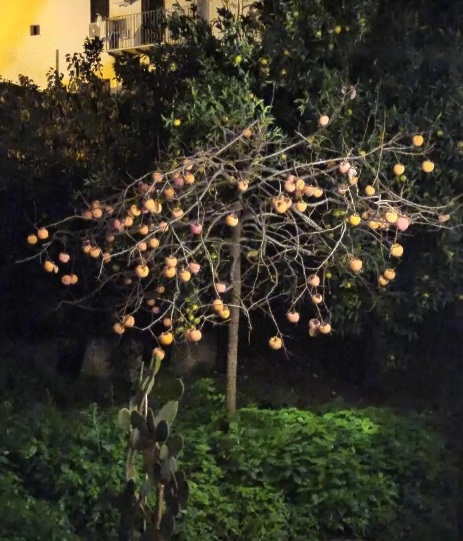 Jujube Hortus Apartment 4 Palermo 0*,